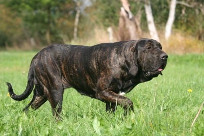 Raza de perro Fila Brasileno