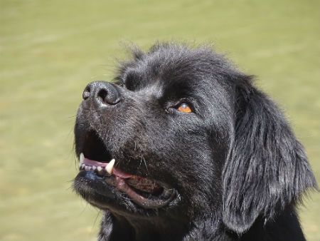 cachorro terranova