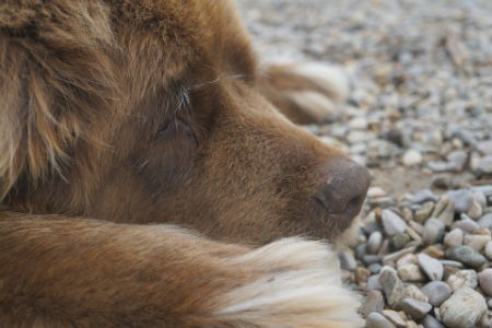 perro terranova