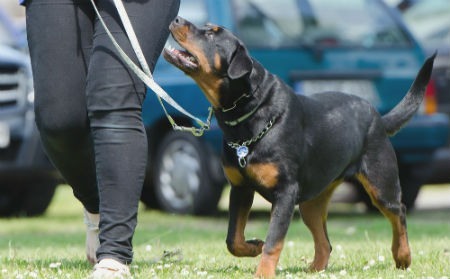 solucion miedo en los perros