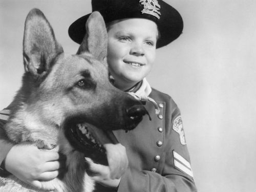 rin tin tin