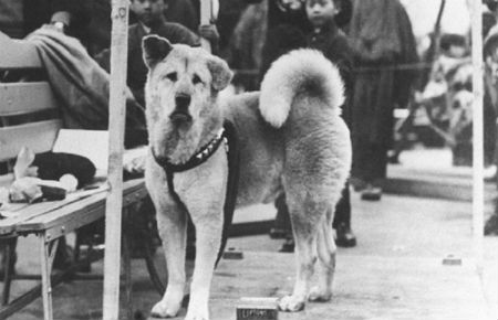 Hachiko