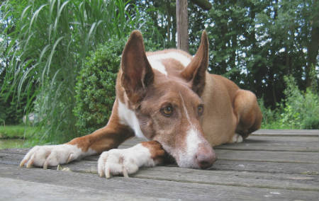 raza podenco canario