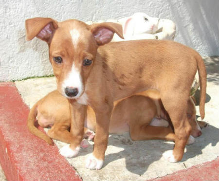 cachorros podenco canario