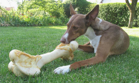 alimentacion del podenco canario