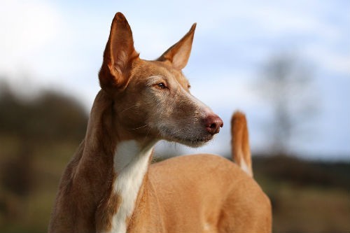 perro podenco canario