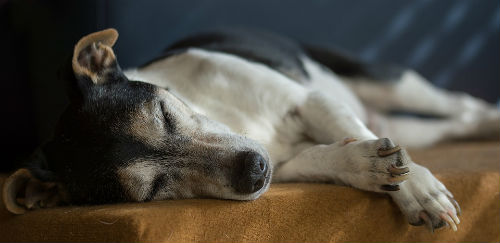 raza Jack Russell Terrier