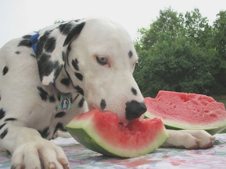 frutas para perros