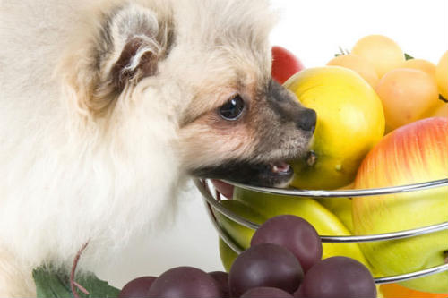 frutas que pueden comer los perros