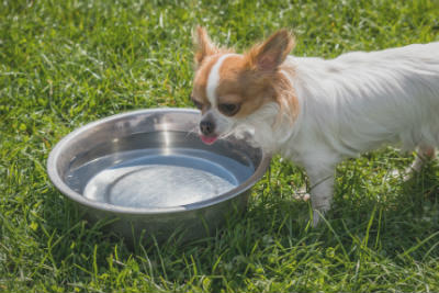 perro bebe demasiado