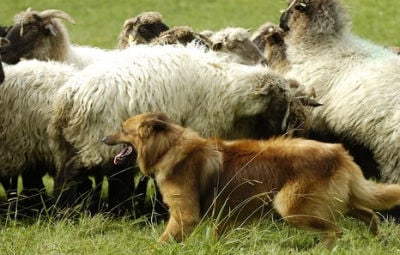 Perro Pastor Vasco