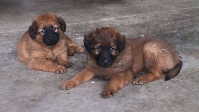 Cachorros del Perro Pastor Vasco