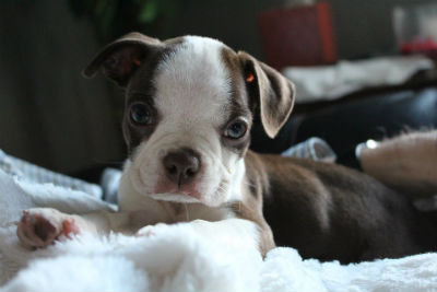 Cachorro de Boston Terrier