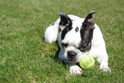 Cuidados del Boston Terrier