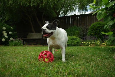 Caracter y personalidad del Boston Terrier