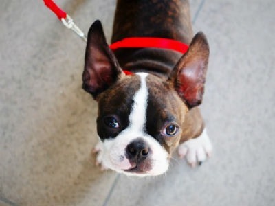 Caracteristicas del Boston Terrier