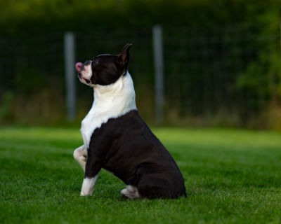 Historia del Boston Terrier