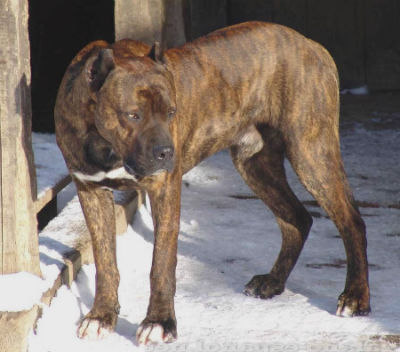 raza perro alano espanol