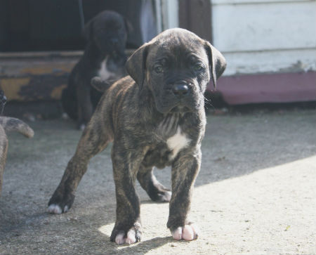 cachorro alano espanol