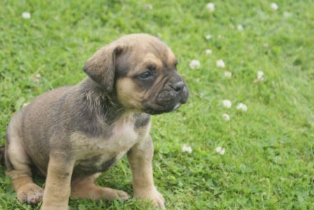 cachorros perro alano espanol