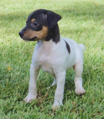 cachorro bodeguero andaluz