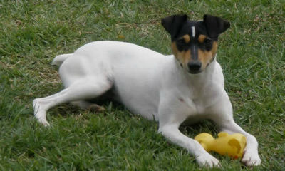 Ratonero bodeguero andaluz