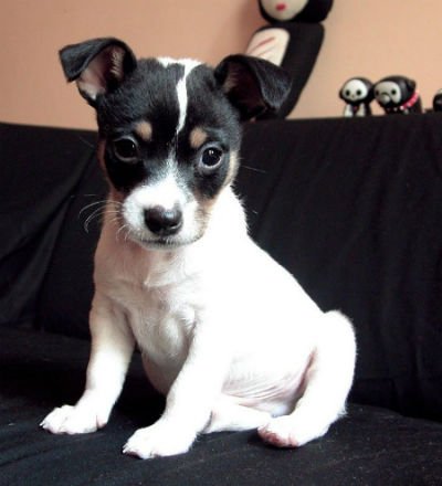 cachorro ratonero bodeguero andaluz