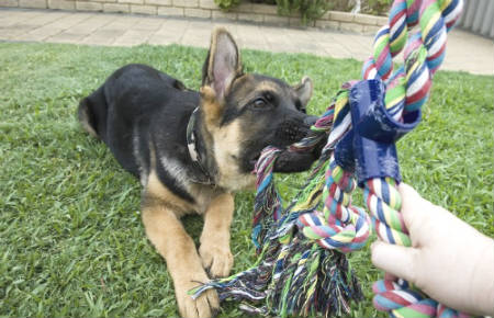 dientes cachorros