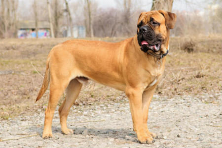 precio bullmastiff