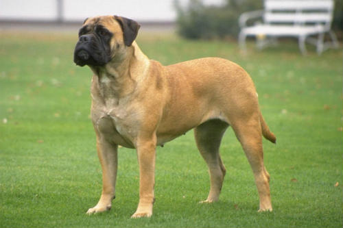 perro bullmastiff