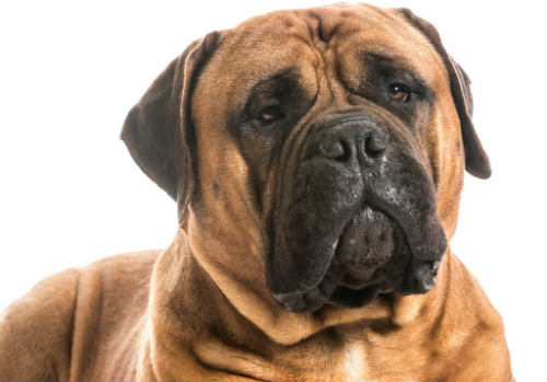 raza de perro bullmastiff