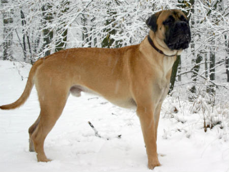 bullmastiff dog