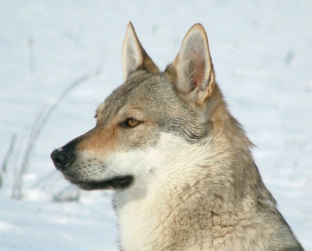 Perro Lobo Checoslovaco