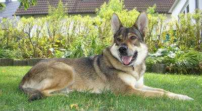 raza Perro Lobo Checoslovaco