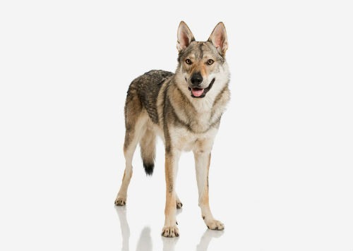 czechoslovakwolfdog