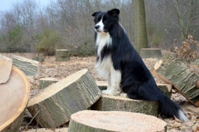 border collie pelo corto