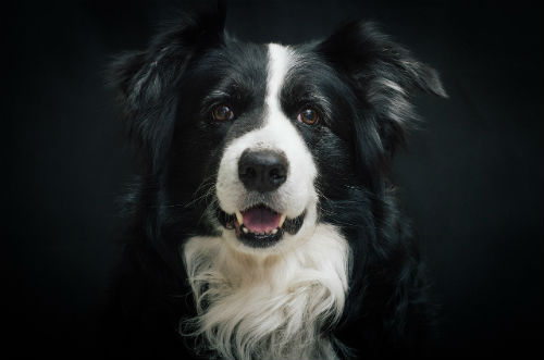 border collie