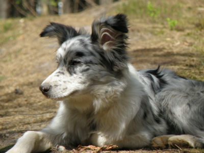 border collie blue merle