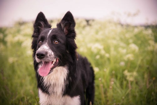 adiestrar border collie