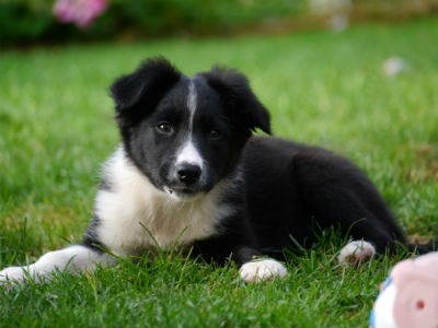 cachorros border collie