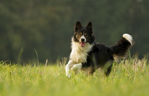 alimentacion border collie