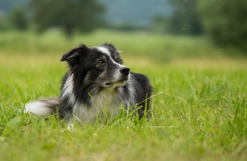 alimentacion border collie