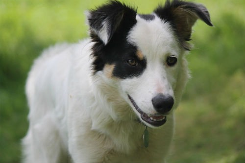 cachorro de border collie