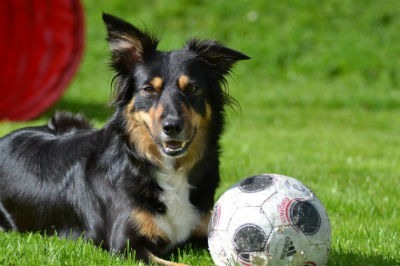 border collie tricolor