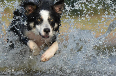 pelaje collie border