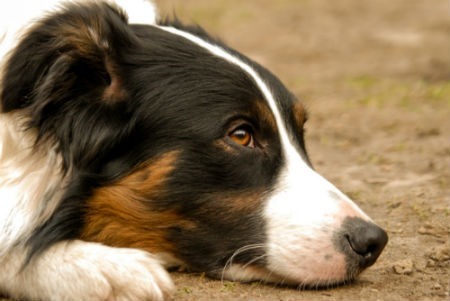 perro border collie