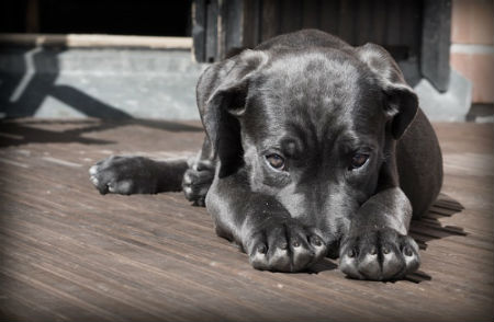 como educar a un cachorro