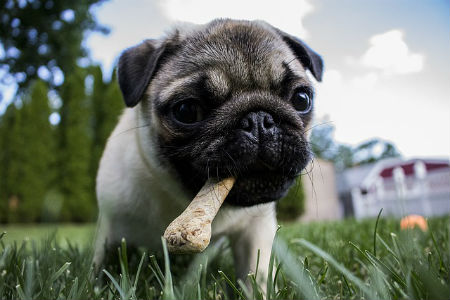 cuidar a un cachorro