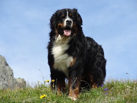 Bernese Mountain Dog