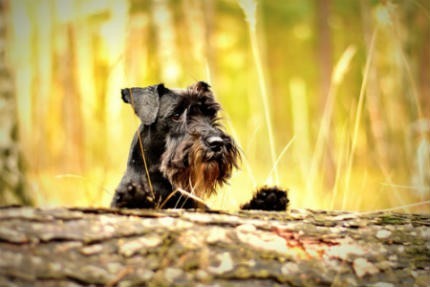 perro schnauzer